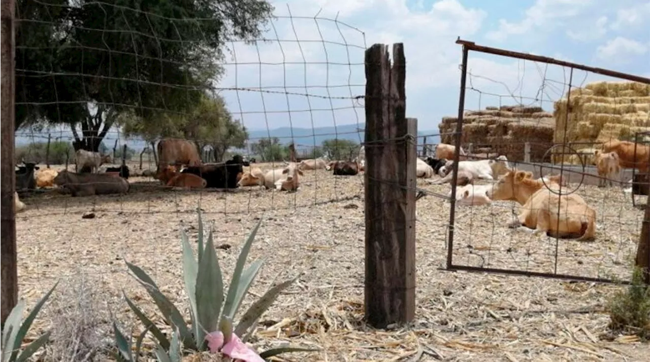 Ganaderos de Jerécuaro rematan a sus animales por sequía; carniceros se los pagan en abonos