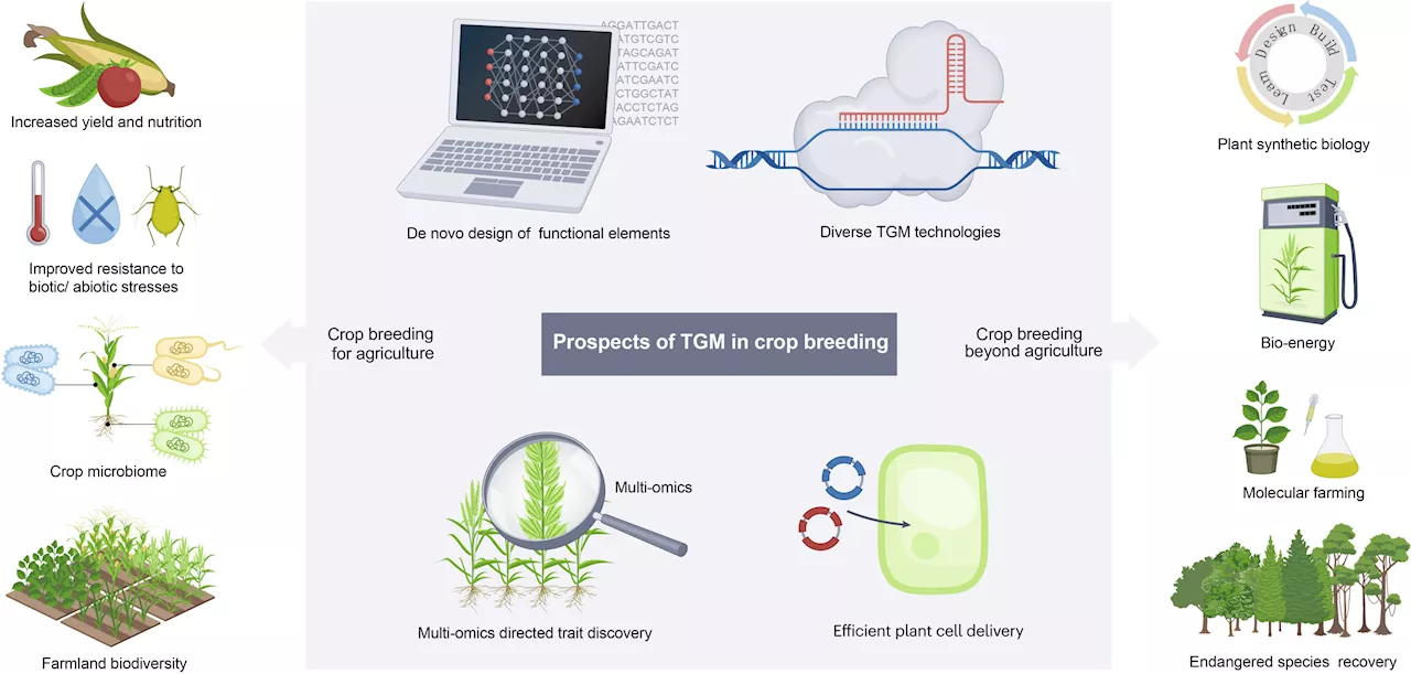 Advancing crop breeding through targeted genome modification