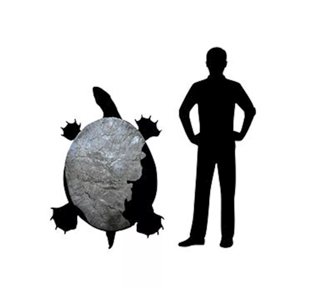 Ancient giant tortoise fossils found in Colombian Andes