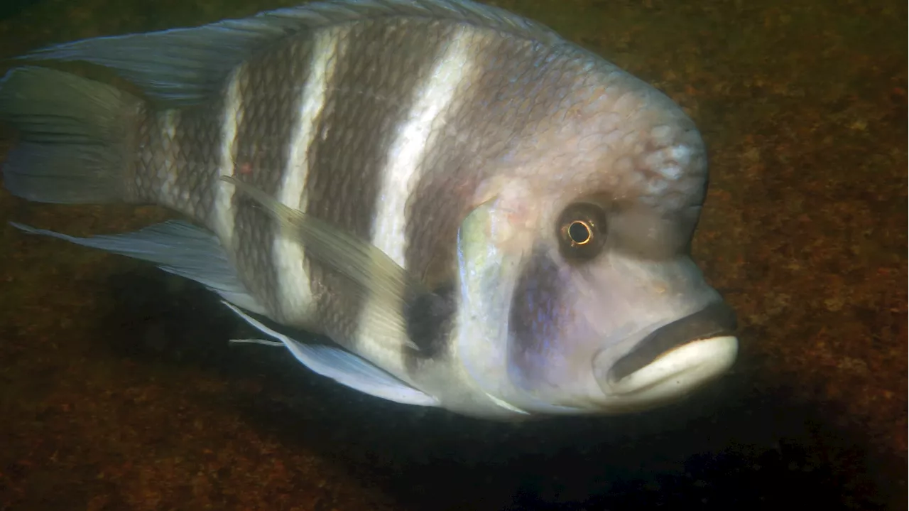 Cichlid fishes' curiosity promotes biodiversity: How exploratory behavior aids in ecological adaptation