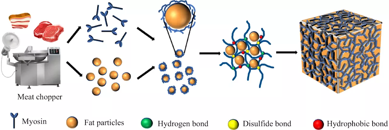 Exploring gel formation mechanisms and the role of lactic acid bacteria in fermented sausage