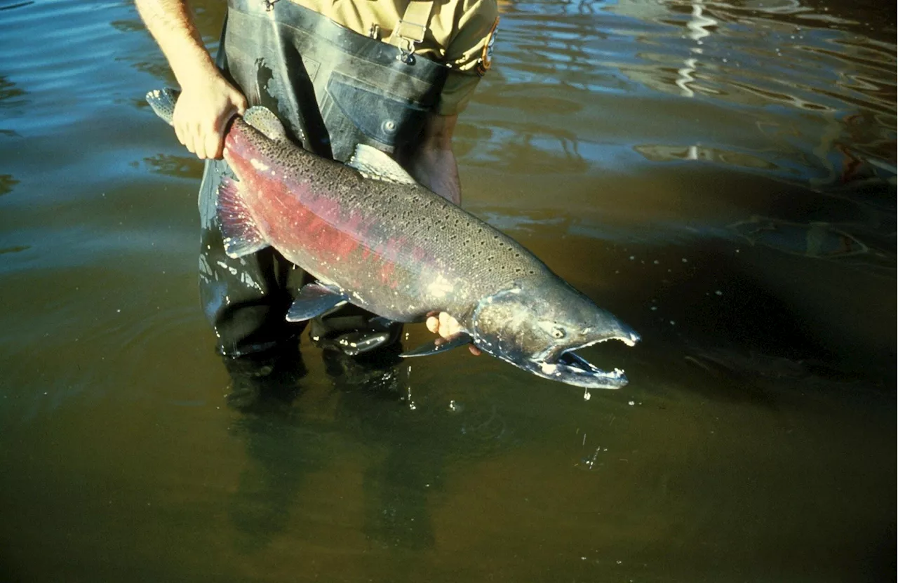 Scientists confine, study Chinook at restored Snoqualmie River habitat