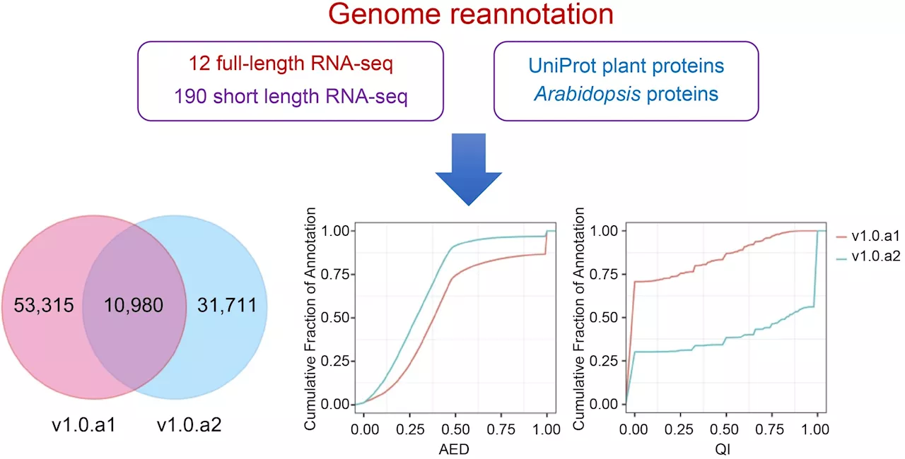 Sweetpotato genetics: A comprehensive update to the 'Taizhong 6' genome annotation