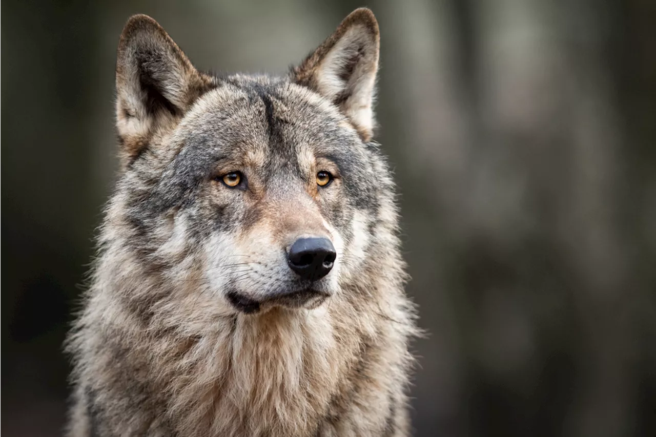 Raum Dussnang TG: Alpaka-Risse durch Wolf bestätigt