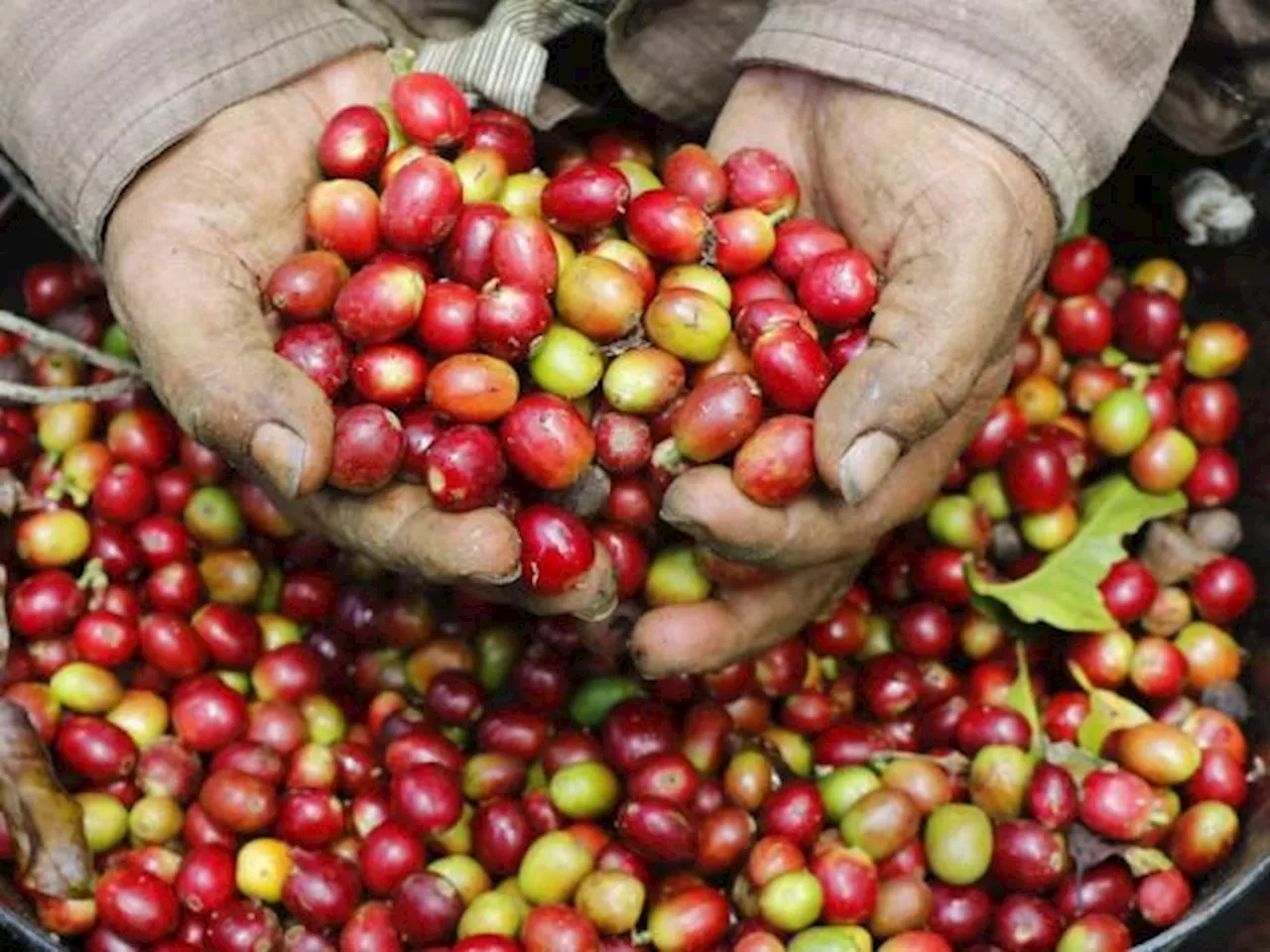 Cafeteros señalan a la Minagricultura de poner en riesgo la garantía de compra del café