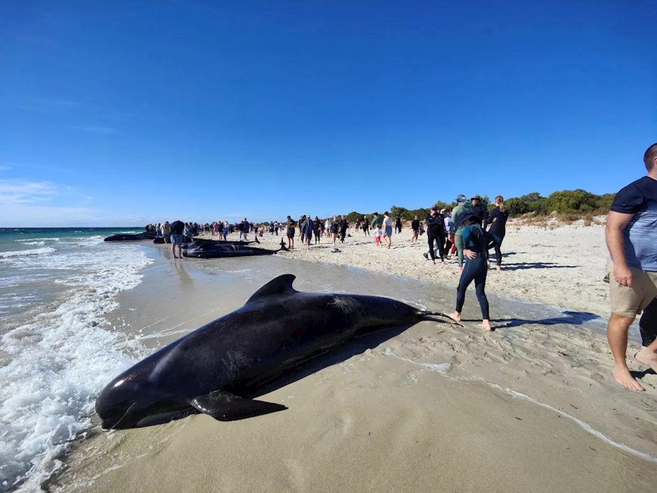 More than 100 pilot whales stranded in Western Australia, experts say