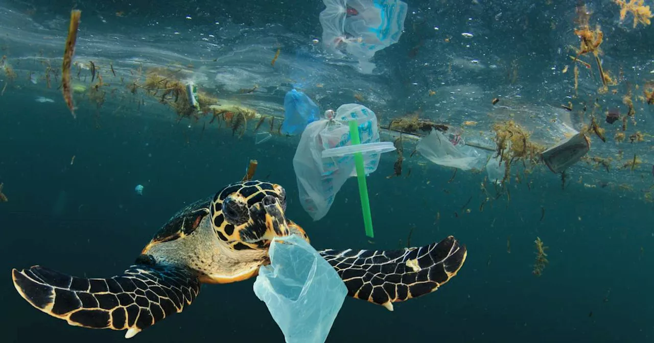 Weltgemeinschaft: Verhandlungen über Schritte gegen Plastikmüll