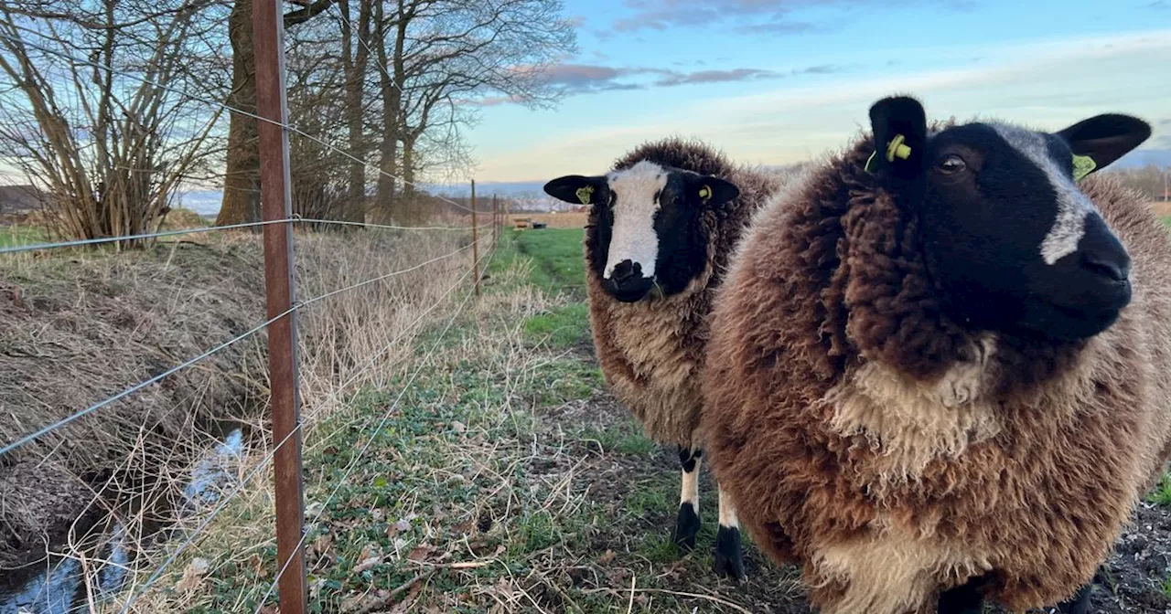 Aantal schapen achter wolfwerend raster amper gestegen