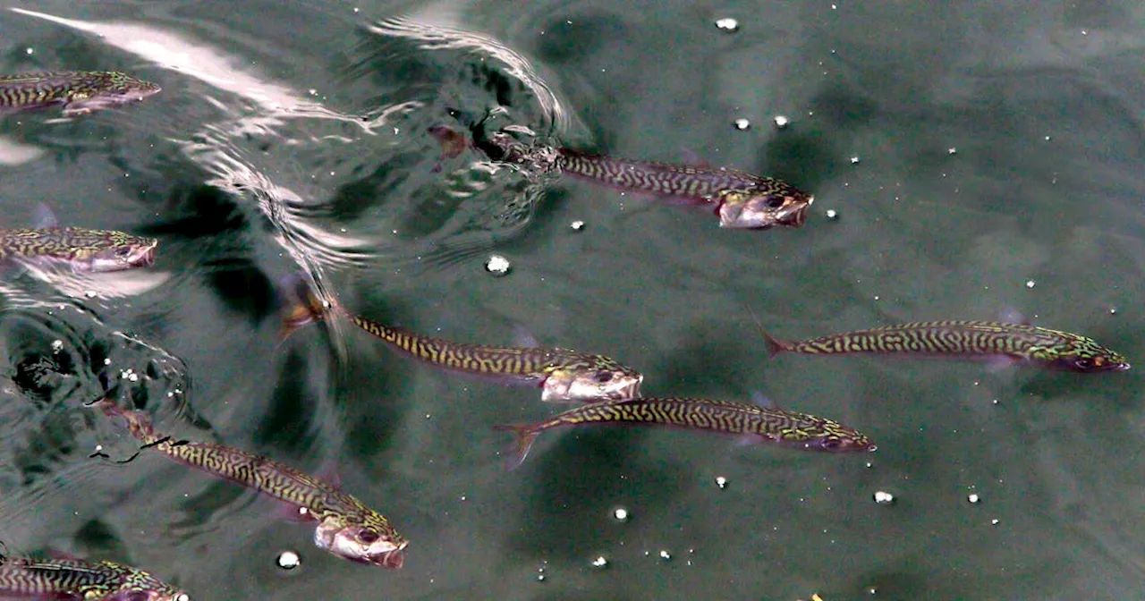 DFO opening mackerel bait fishery for Atlantic Canada and Quebec, but commercial fishery remains closed