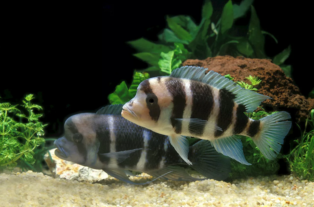 A gene mutation turned these fish into intrepid explorers