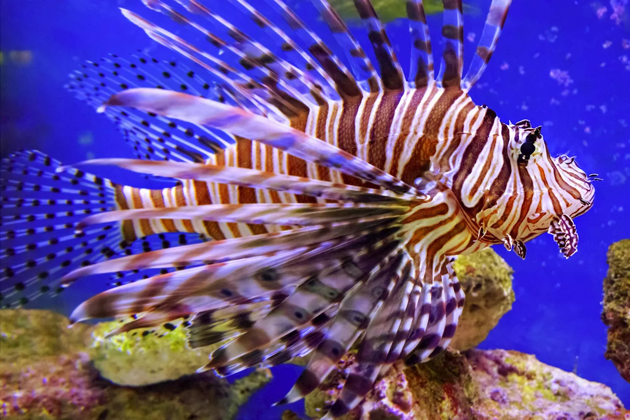 Predator in Paradise: Lionfish’s Rapid Invasion of the Mediterranean Sea