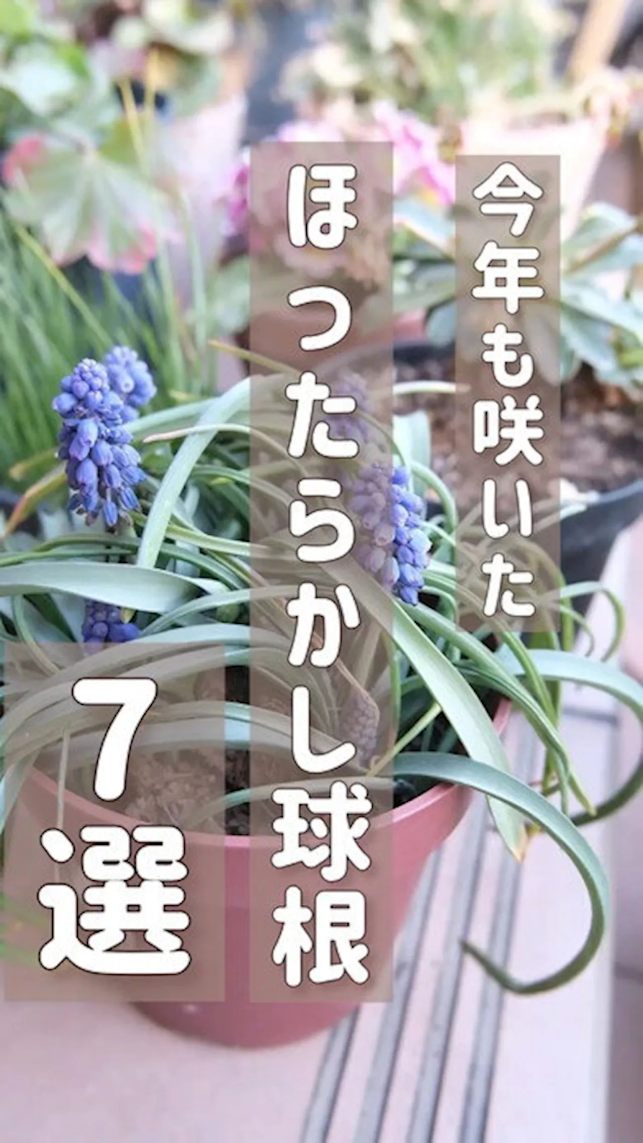 【植えっぱなしOK】ズボラ管理でもたくさん咲く“ほったらかし球根7選” 人気ガーデナーが激推「管理がラクな植物は本当ありがたい」（2024年4月26日）｜BIGLOBEニュース