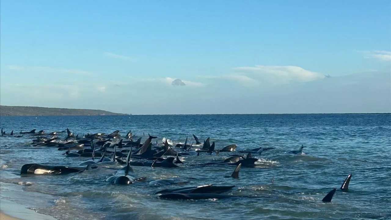 Authorities in race to save hundreds of whales stranded on WA beach