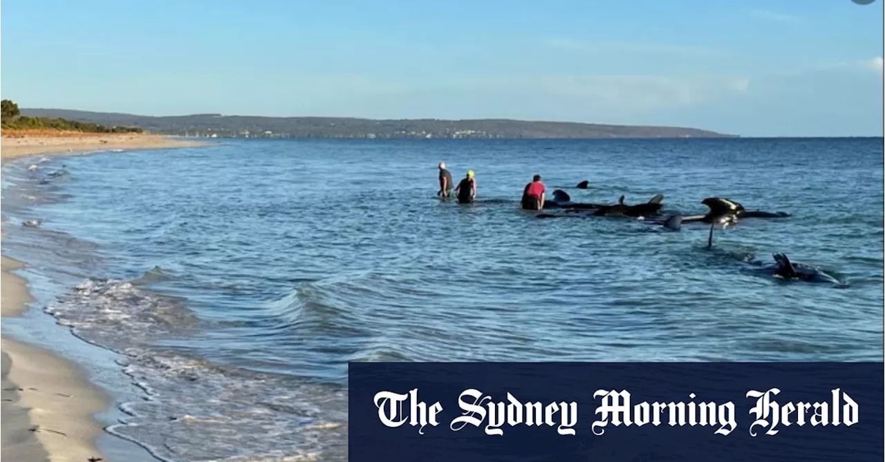 Dozens of whales beached in mass stranding in WA’s south west