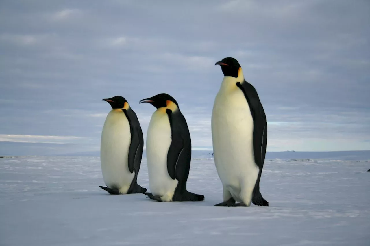 Réchauffement Climatique: Antarctique : victime de la fonte record de ...