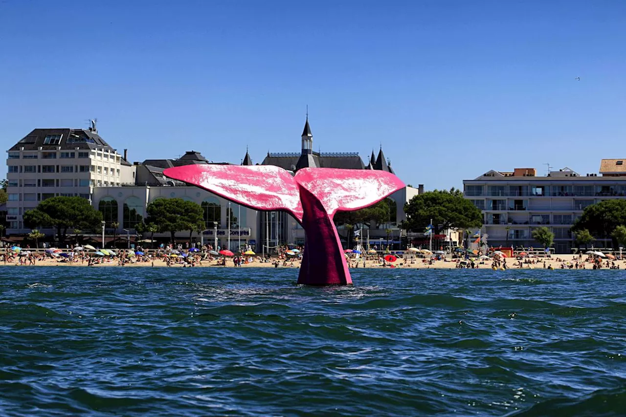 Arcachon : la queue de la baleine autorisée devant la plage pour cinq ans