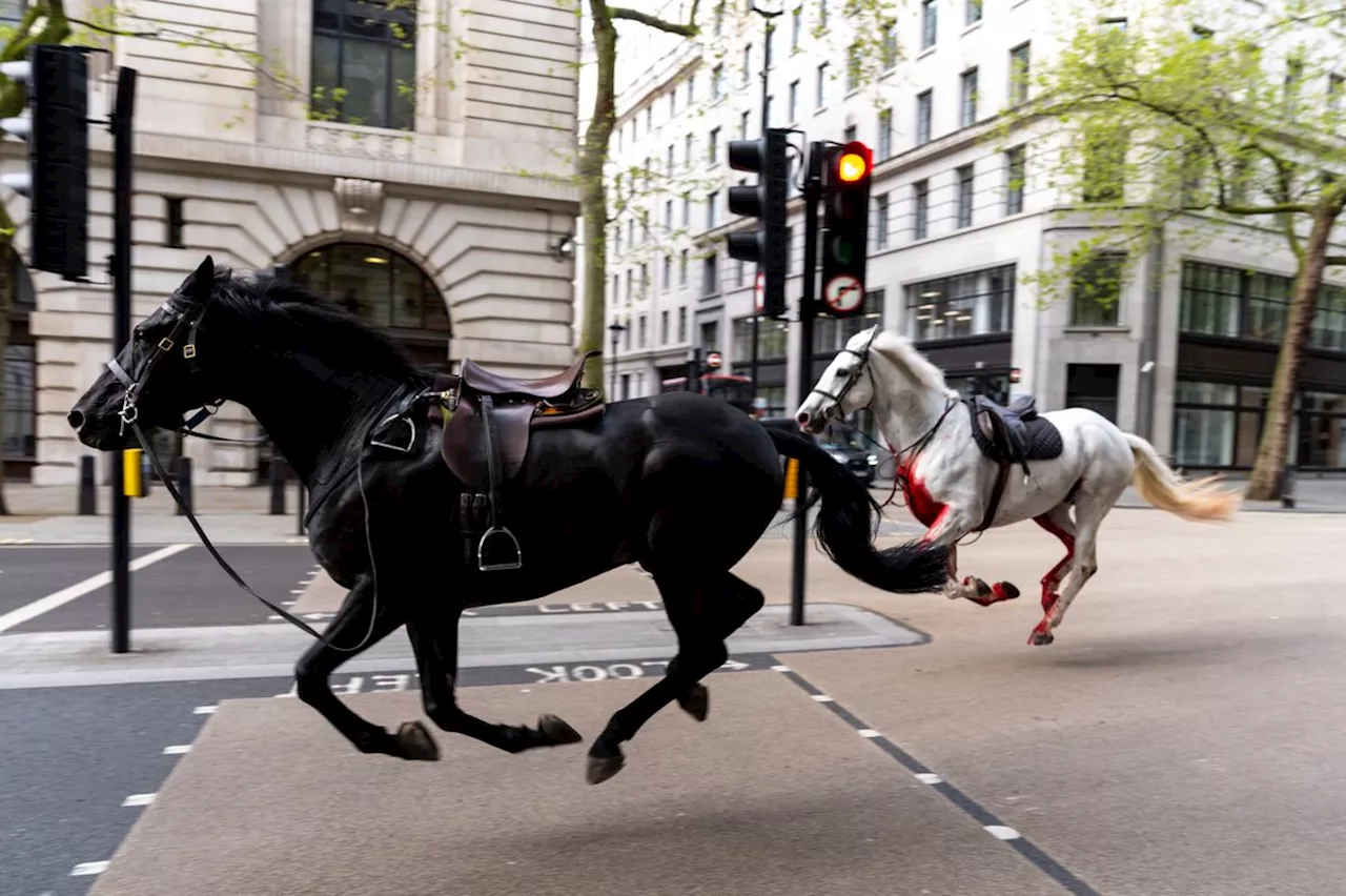 Durchgebrannte Pferde in London