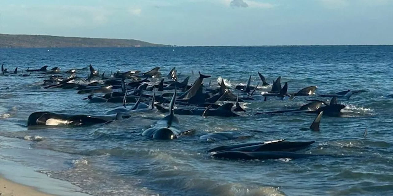 Grindwale stranden in Westaustralien: Über 100 Meeressäuger gerettet