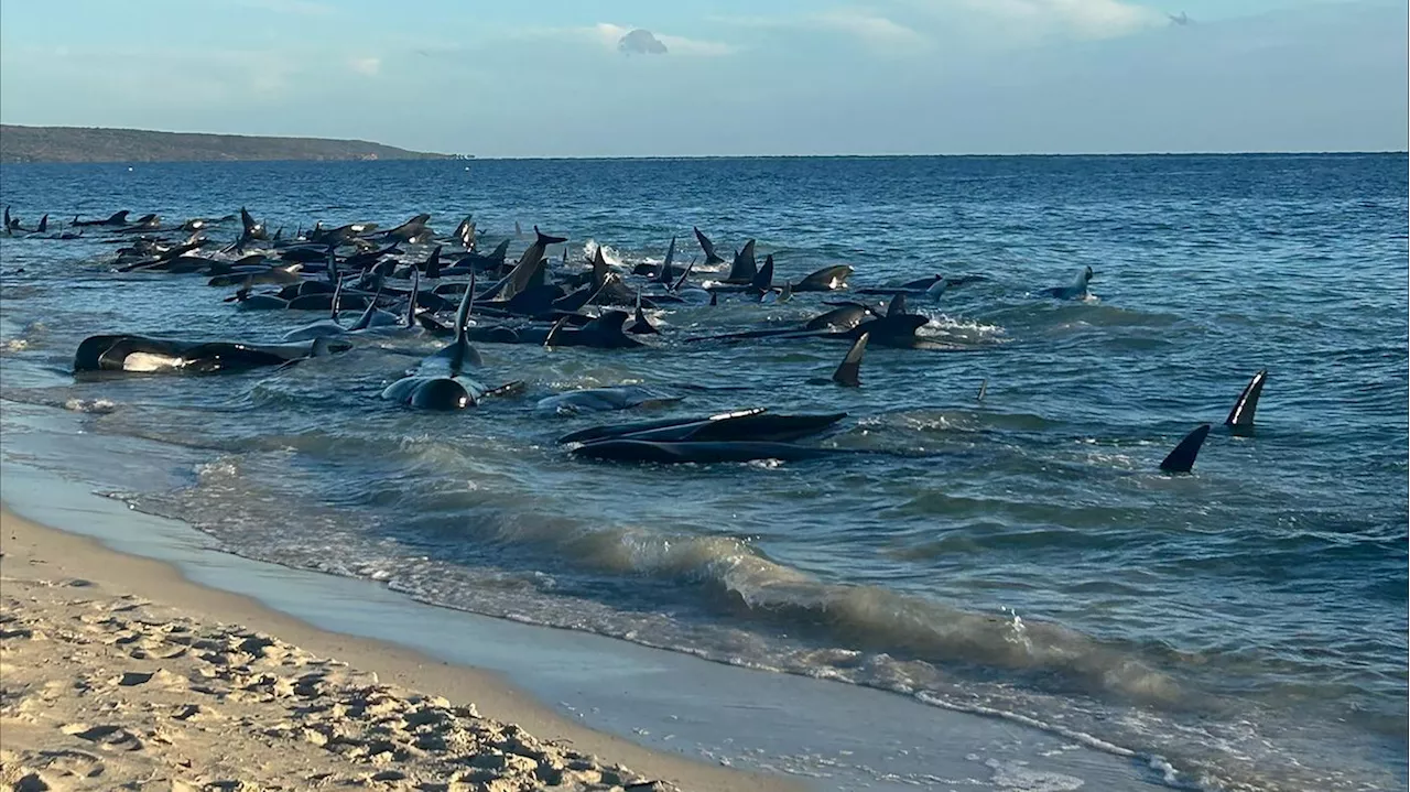 26 Tiere bereits verendet: Mehr als 160 Grindwale stranden in Westaustralien