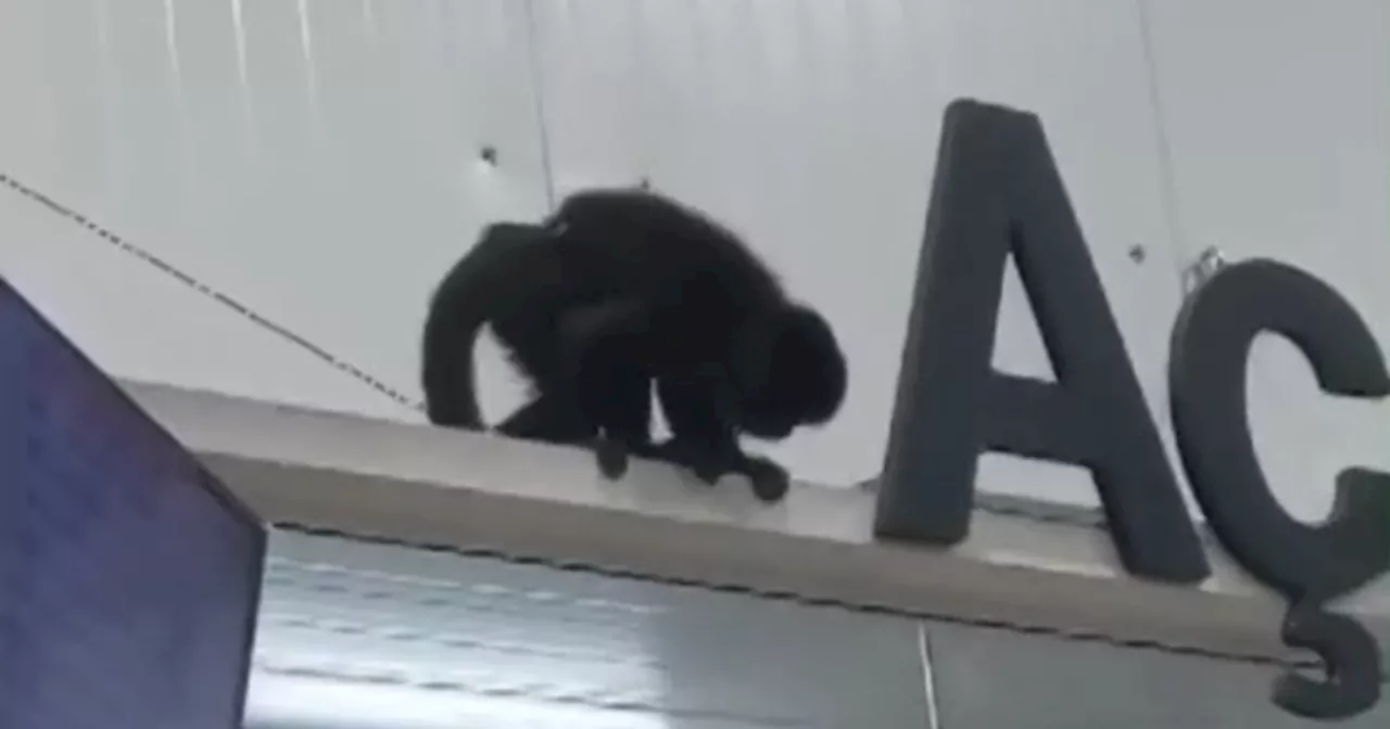 SC: macaco 'Chico' invade mercado, bebe cerveja e provoca 'caos' antes de ser capturado; veja