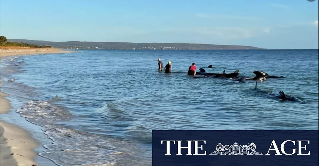 Dozens of whales in mass beach stranding in WA’s south west