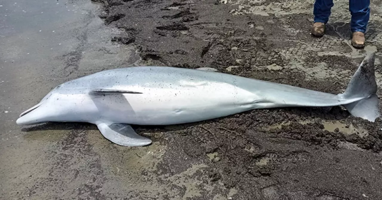 Dolphin Shot Louisiana, $20,000 Reward