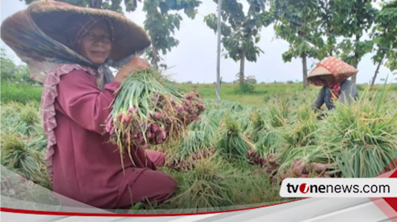 Terpaut Jauh, Harga Bawang Merah di Jakarta Rp80 Ribu, di Tingkat Petani Brebes Rp45 Ribu