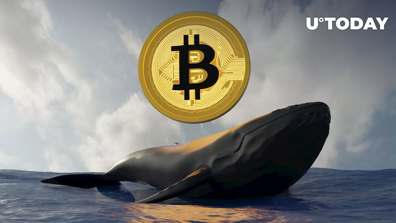 Bitcoin Whale Buys $40 Million Worth of BTC at the Bottom