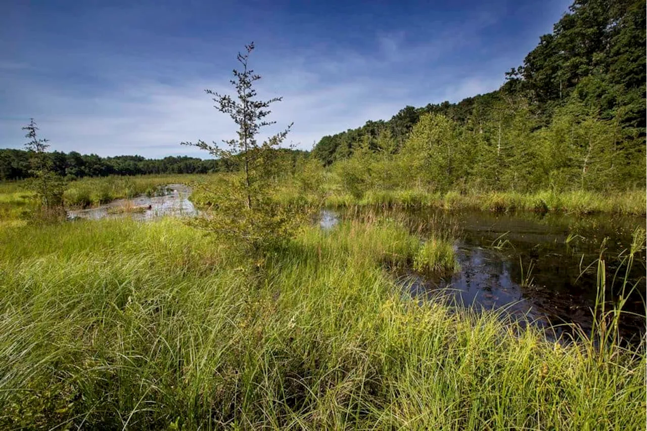 Feds award $5 million to restore wetlands at 2 defunct Cape Cod cranberry bogs