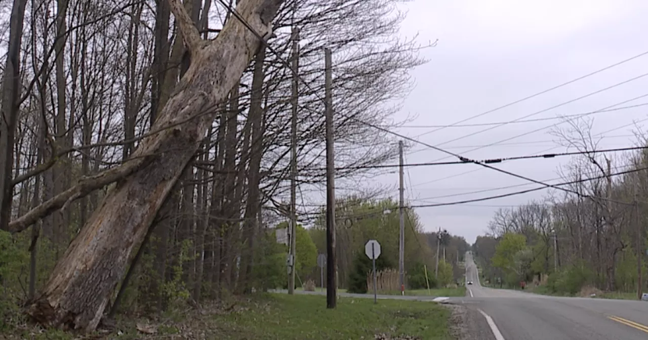 Hinckley Twp. residents search for answers to leaning tree trunk hazard