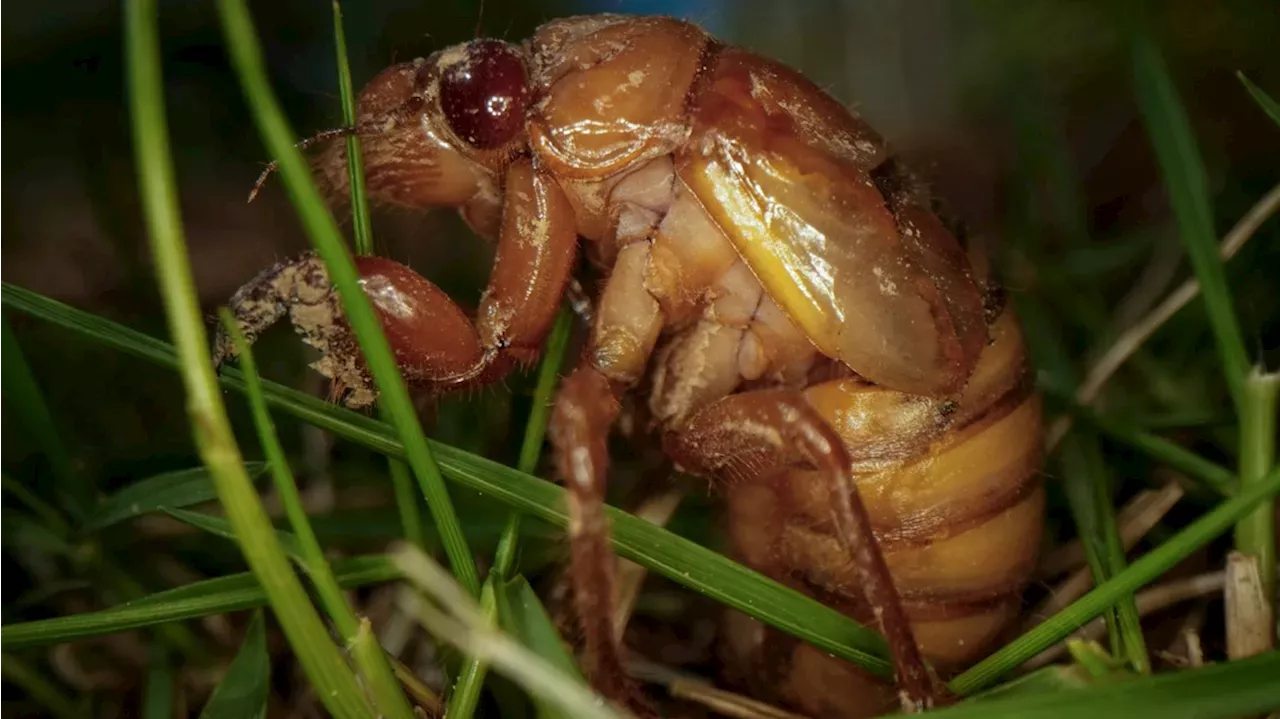 Cicada broods map See the states where billions of cicadas are