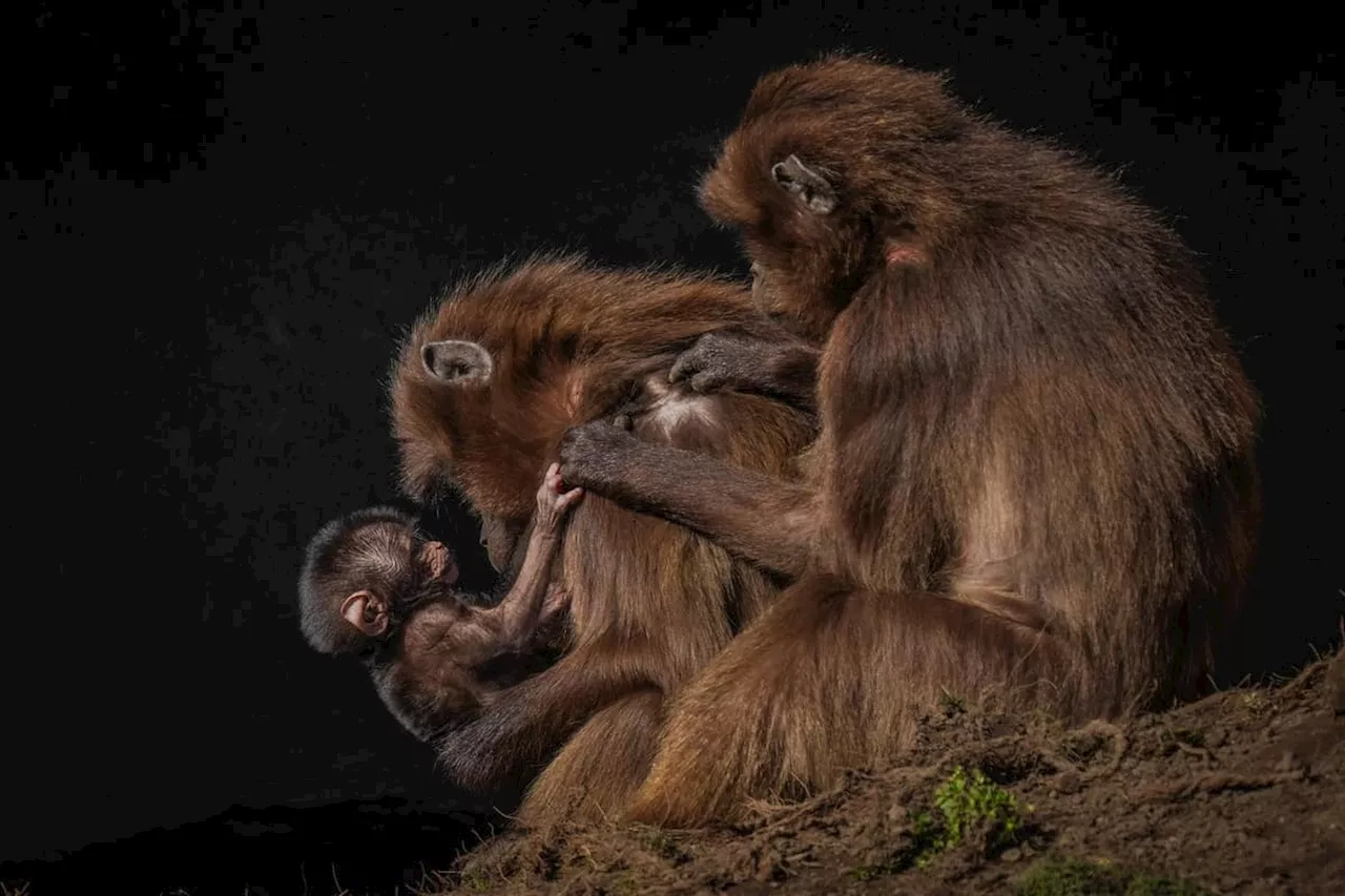 Yorkshire Wildlife Park celebrates birth of new baby gelada monkey named after social media vote