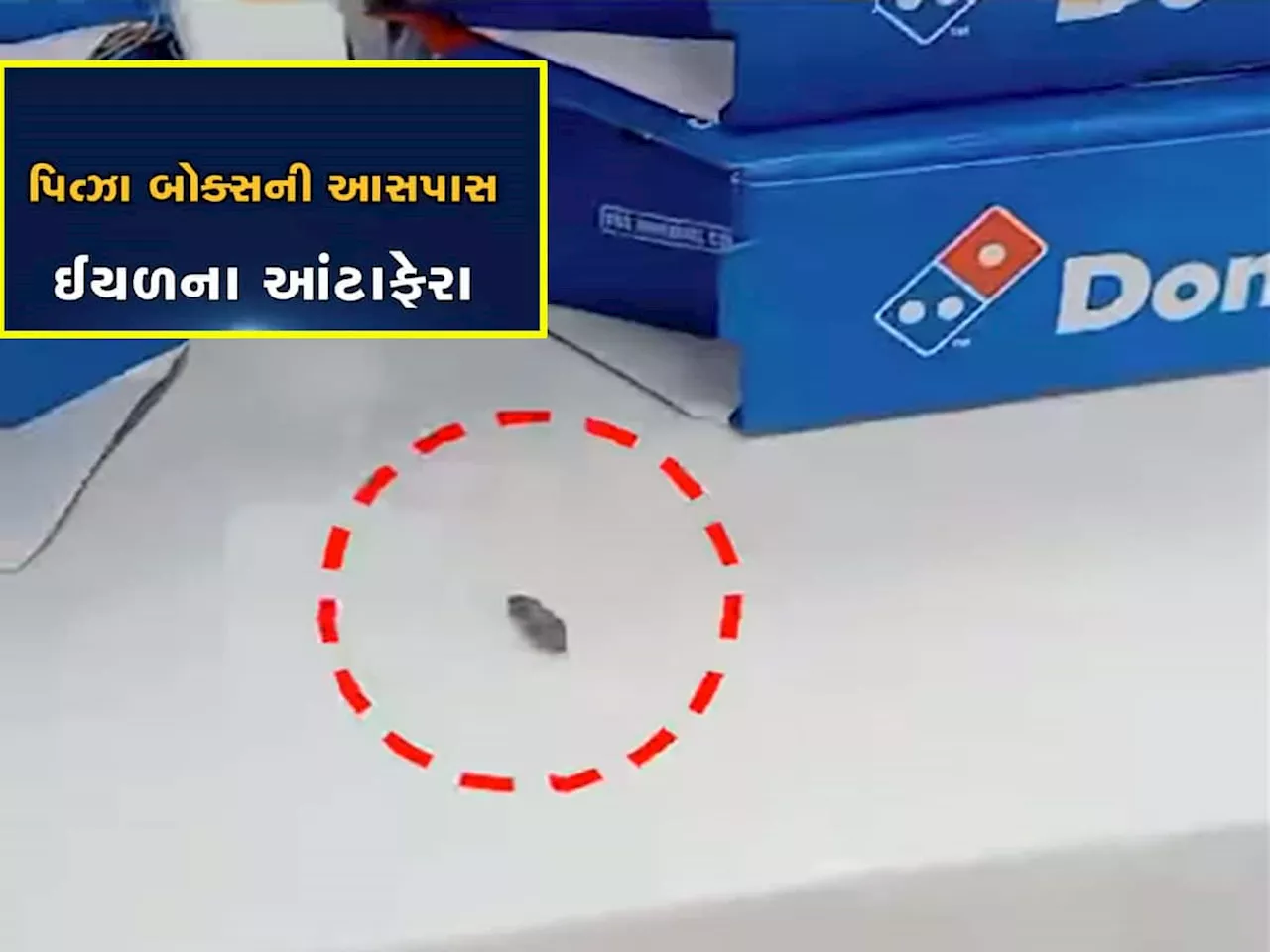 આ ફેમસ બ્રાન્ડના પિત્ઝા વચ્ચે ઈયળ ફરતી દેખાઈ, ગ્રાહકે વીડિયો બનાવીને ફરિયાદ કરી