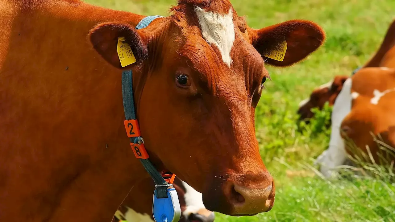 Muere una mujer golpeada por las vacas de una explotación ganadera en Álava