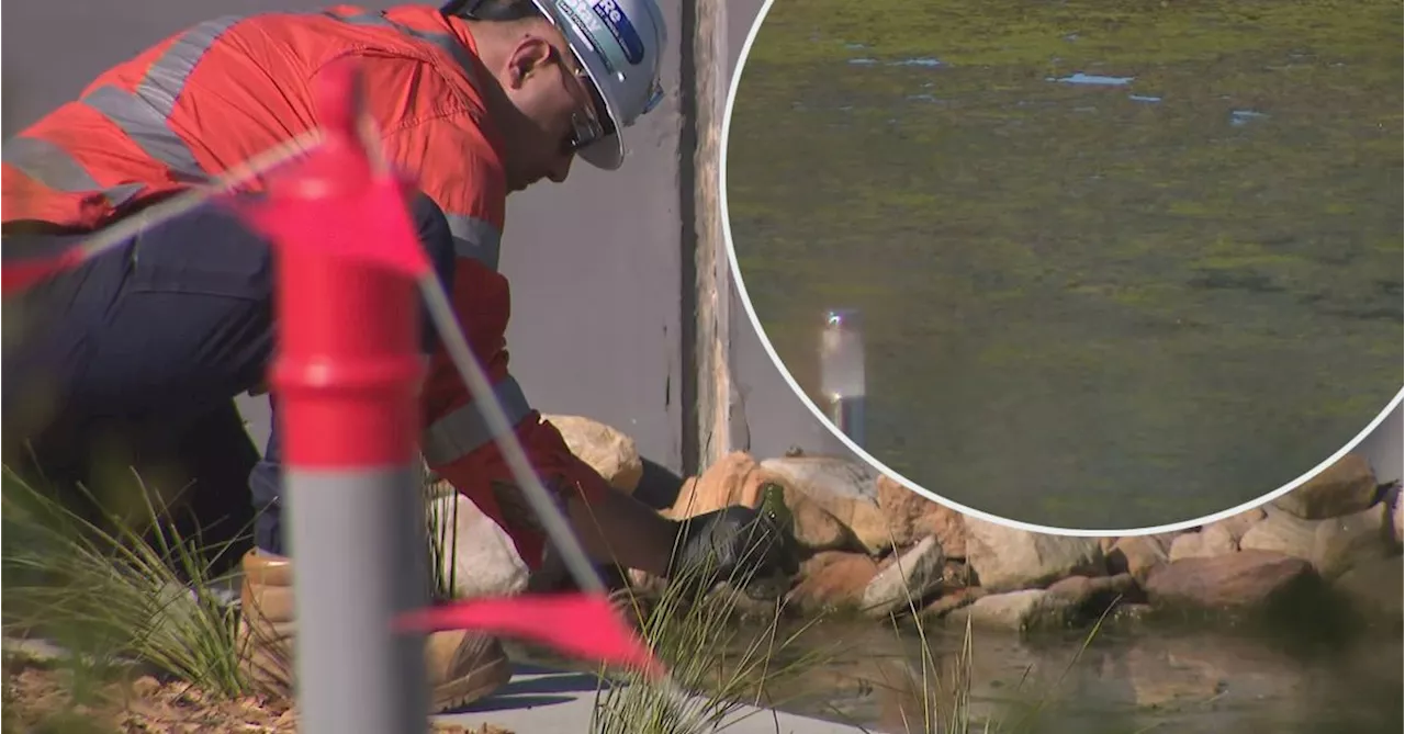 Inner West mayor 'sick and tired' as toxic algae found in Rozelle Parklands