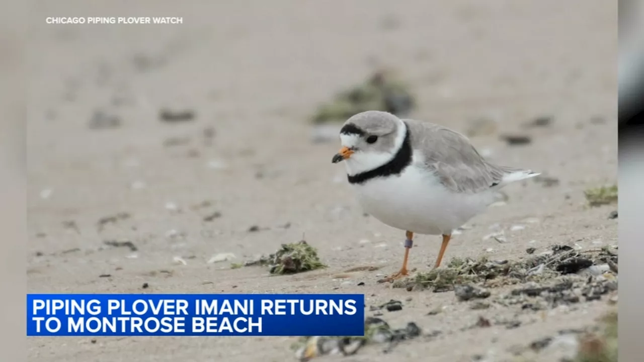 Piping plover Imani returns to Montrose Beach