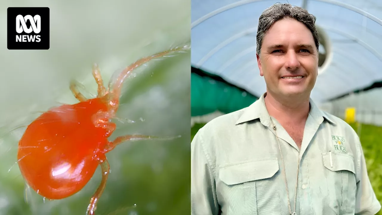 Strawberry farmers using billions of tiny, blind, predatory mites as successful alternative to toxic insecticides