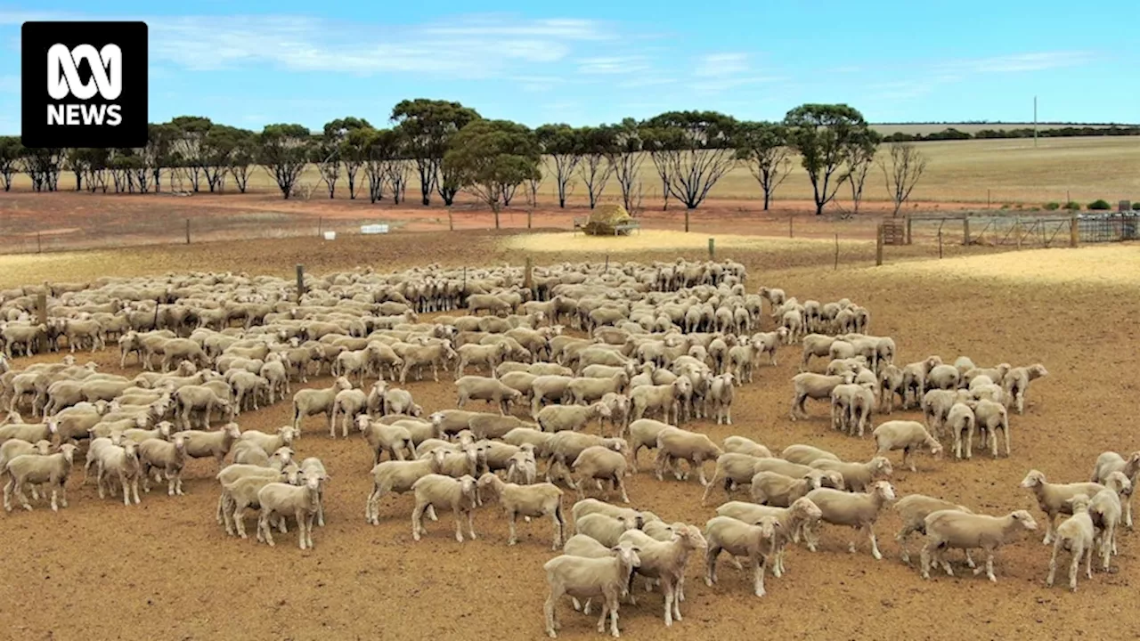 WA government's drought relief package welcomed by some, deemed 'bandaid' by others