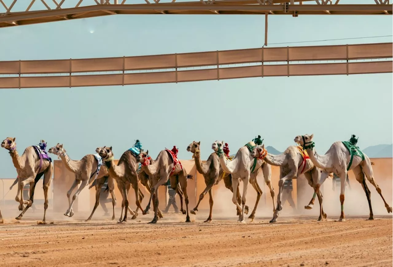 أشواط فئتي جذاع وثنايا تختتم منافسات اليوم الثالث لكأس العلا للهجن