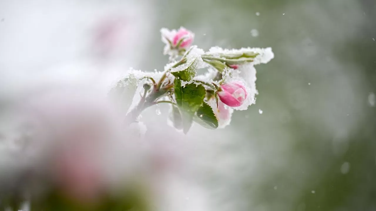 Winzer und Obstbauern befürchten Ernteausfälle nach Frost