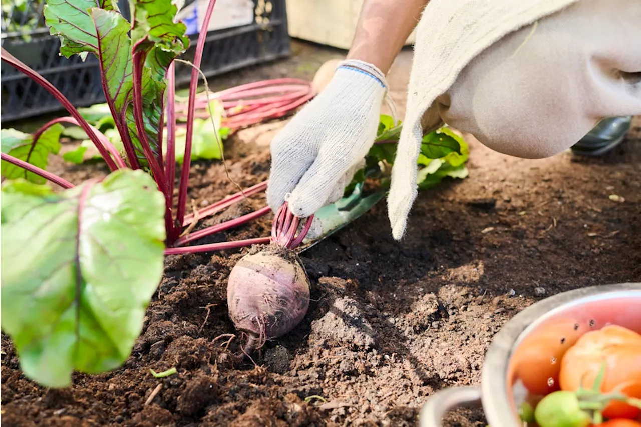 Lichtenberg: Naturschutz Berlin-Malchow und BENN Wartenberg gründen Garten-AG