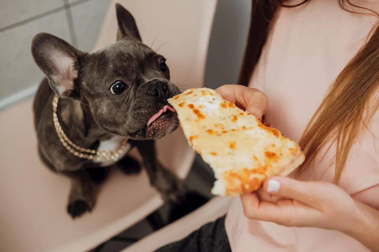 New Study Identifies the Surprising Foods Making Your Dog Overweight