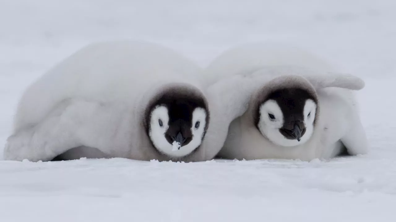 Klimawandel: Tausende Pinguin-Küken sterben durch Eisschmelze