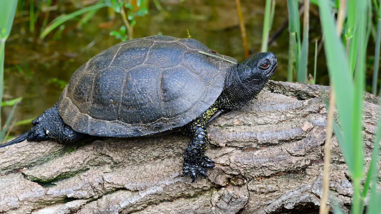 Unerwarteter Snack: Schildkröten waren die Dosen-Ravioli der Steinzeit