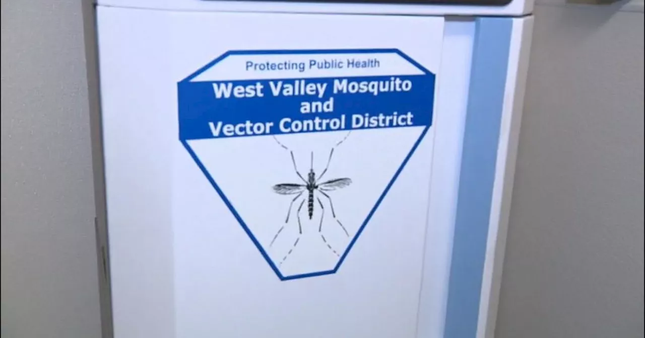 Thousands of sterilized mosquitoes released throughout Inland Empire