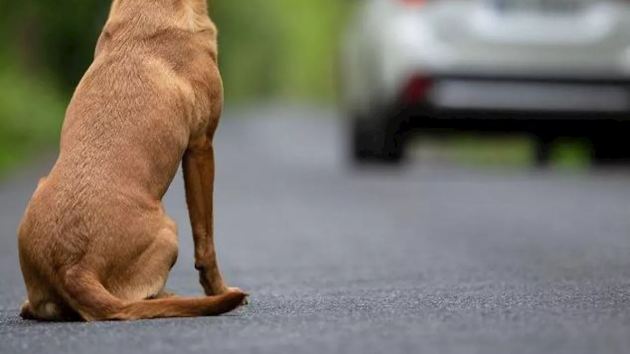 Smarrì il cane durante il Covid, ma non denunciò il fatto: per la Cassazione c'è solo una sanzione amministrativa