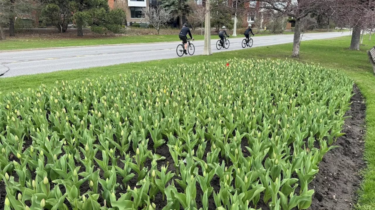 Warm temperatures in forecast for Ottawa Friday