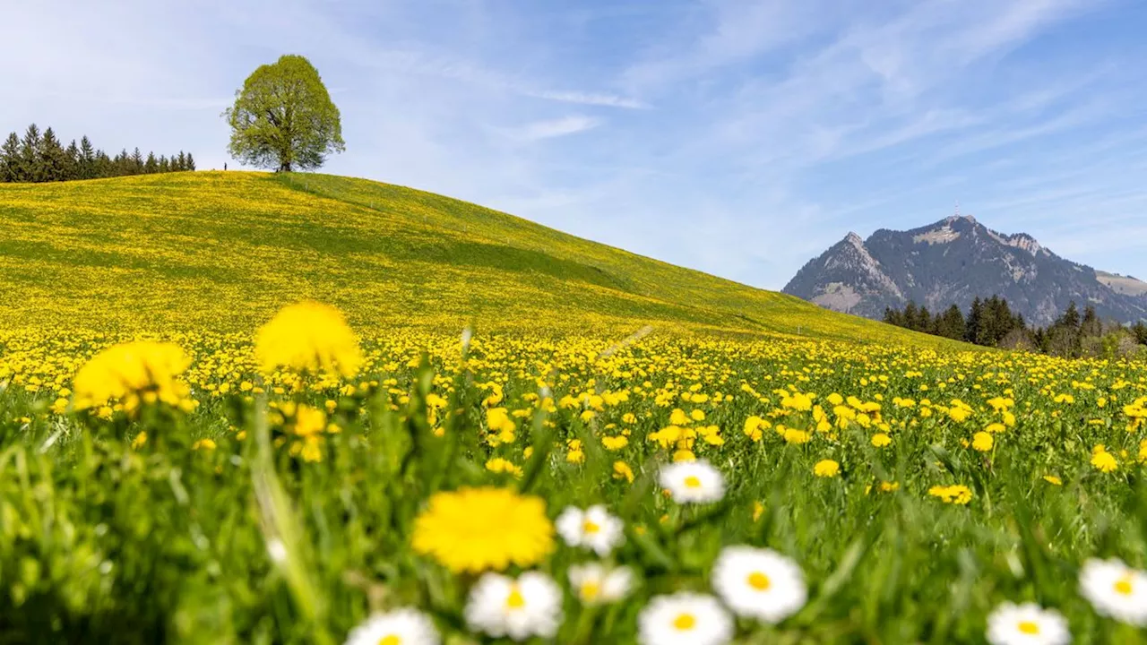 Wetter in Deutschland: »Turbo-Frühling« bringt 25 Grad