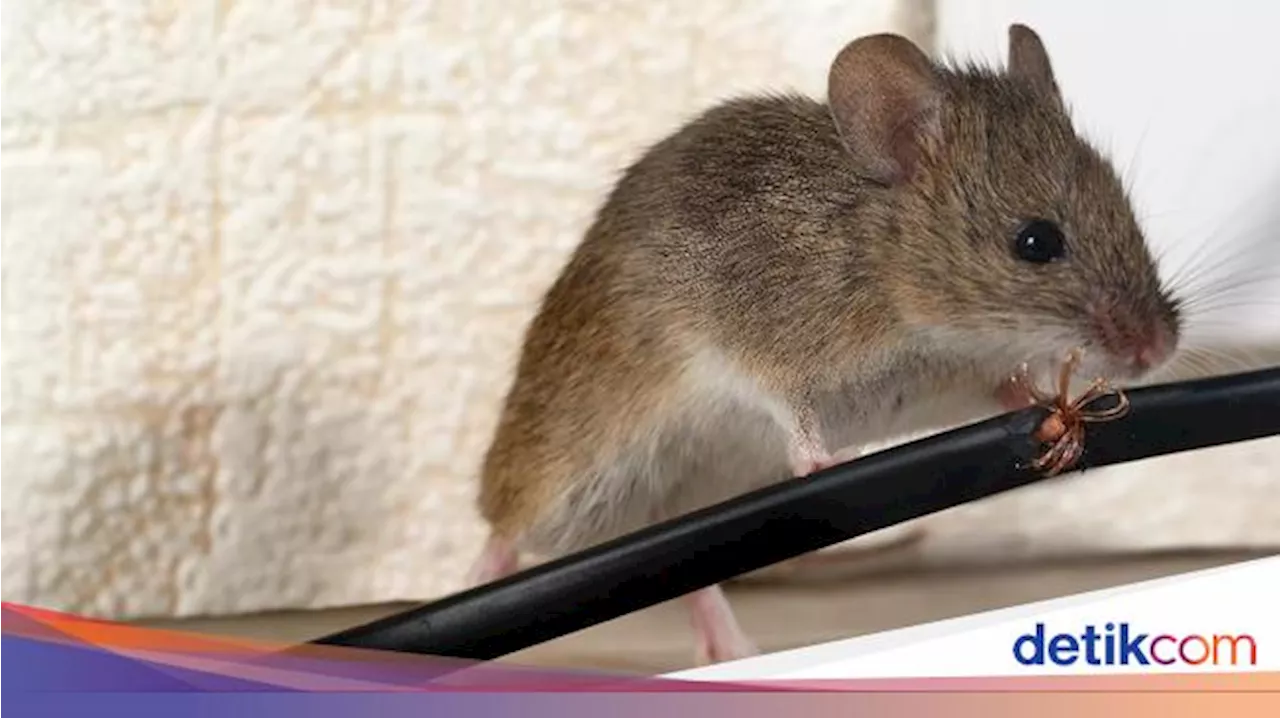 Kasus Medis Tak Biasa, Pria di Kanada Terkena Leptospirosis Setelah Digigit Hewan Ini