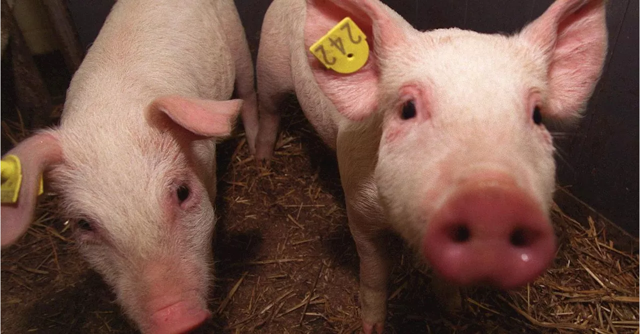 „Wir sehen entweder das lebendige Schwein oder das Schnitzel“